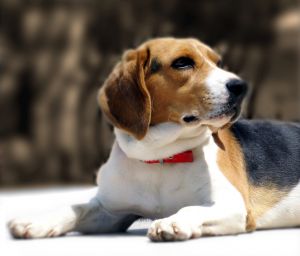 A beagle won the 2008 Westminster Championship