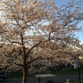 Fairfax County Real Estate: Spring is here!
